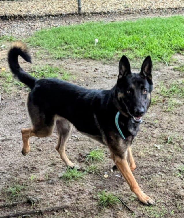 Enlarge Jester, a Adoptable mixed breed in Colonial Heights, VA image 5/5