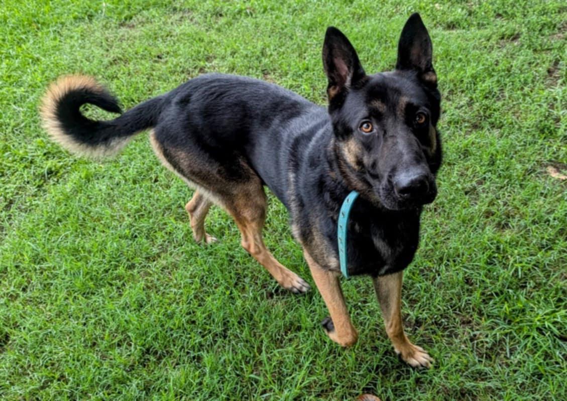 Enlarge Jester, a Adoptable mixed breed in Colonial Heights, VA image 1/5