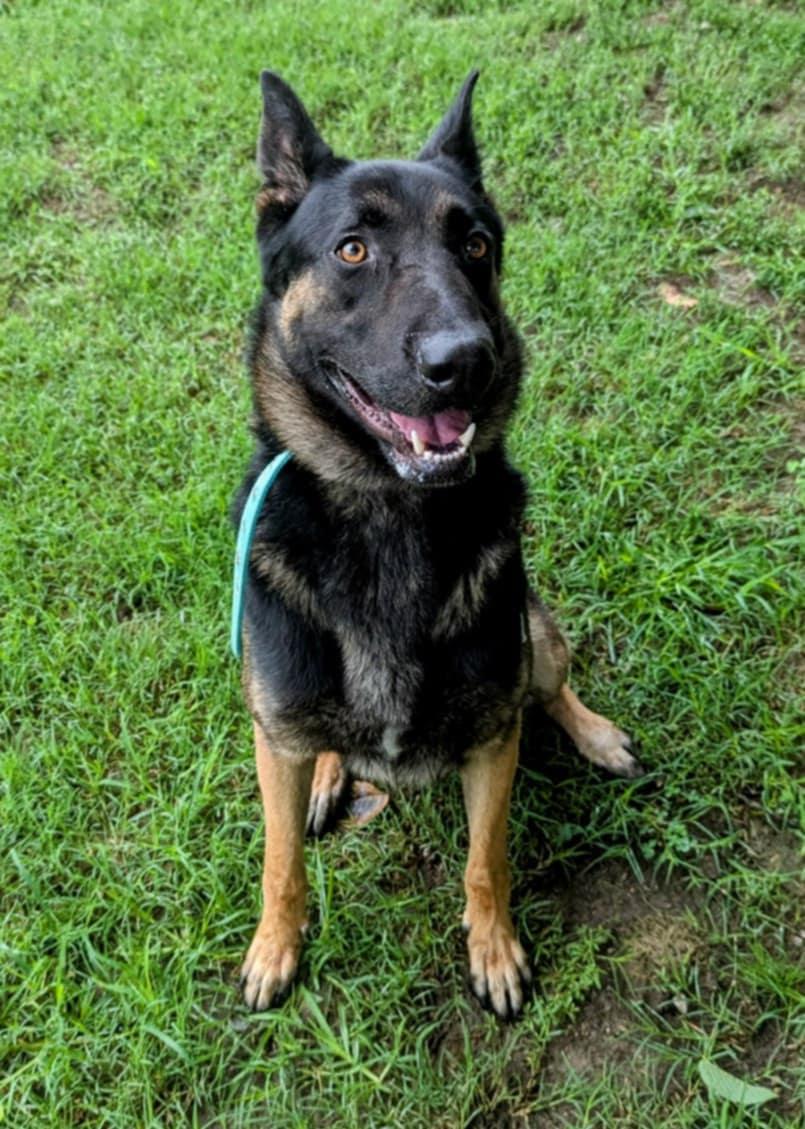 Enlarge Jester, a Adoptable mixed breed in Colonial Heights, VA image 3/5