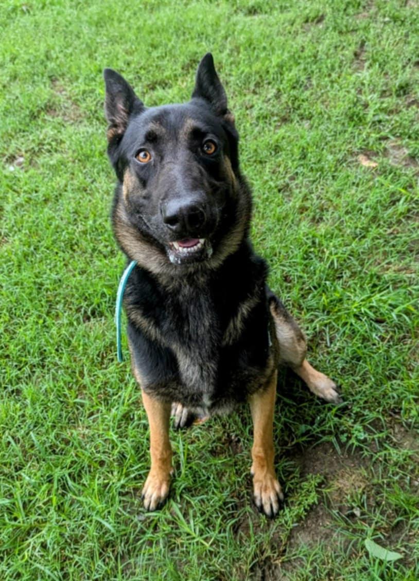 Enlarge Jester, a Adoptable mixed breed in Colonial Heights, VA image 4/5