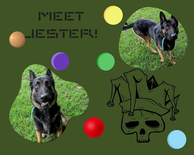 Enlarge Jester, a Adoptable mixed breed in Colonial Heights, VA image 2/5