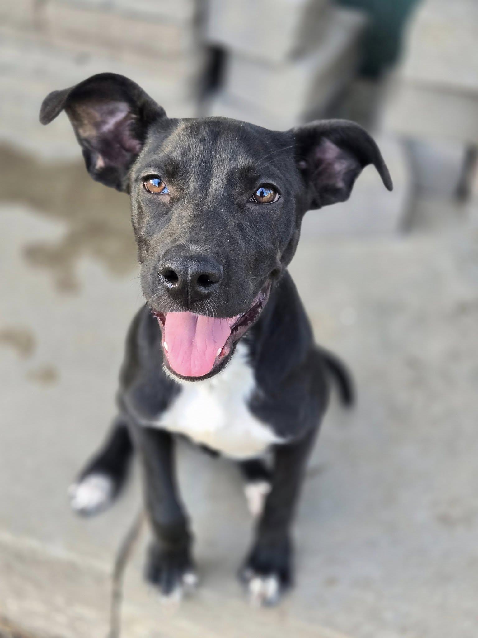 Enlarge Liv, a Adoptable Mixed Breed in Okemah, OK image 1/6