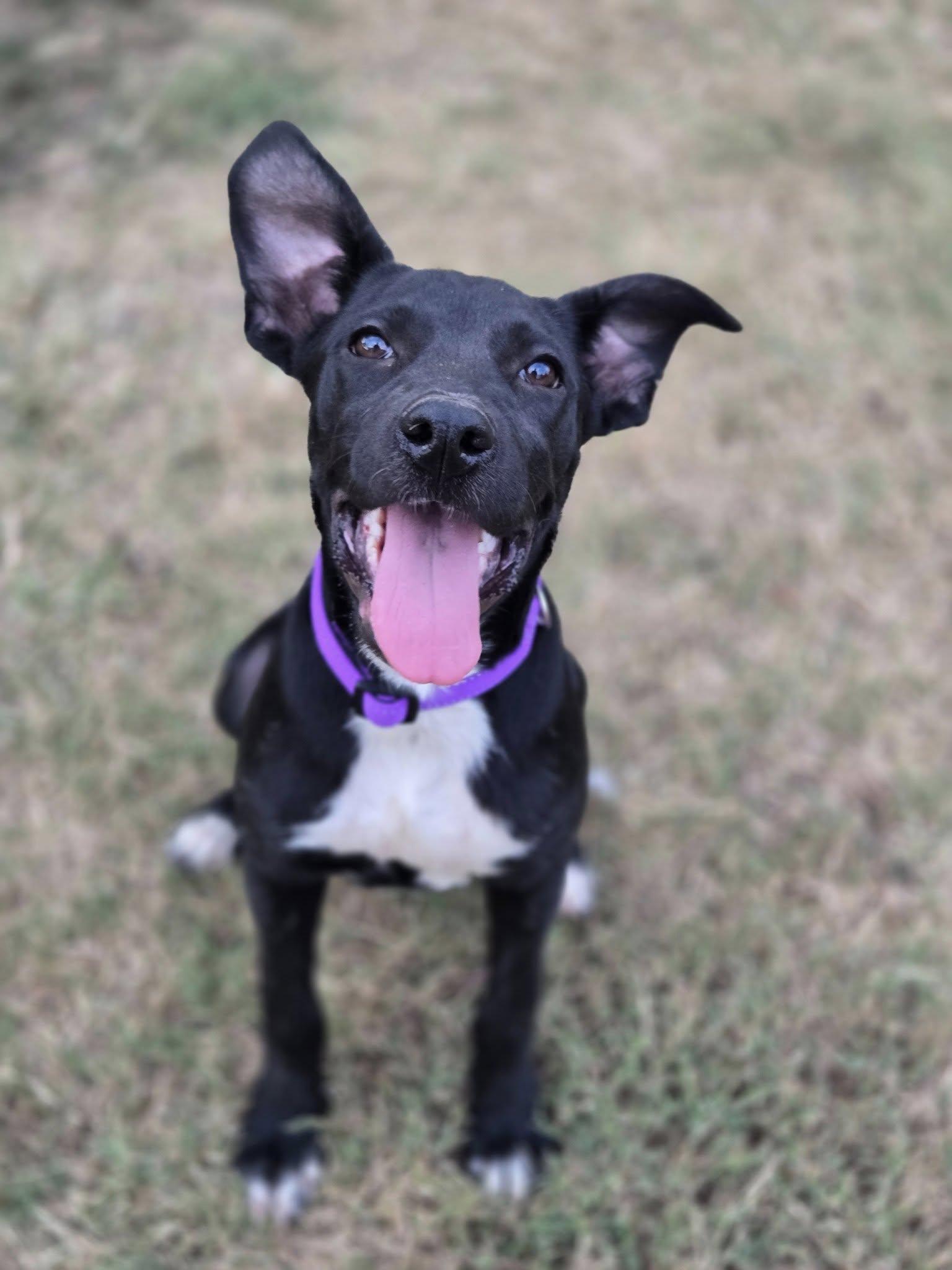 Enlarge Liv, a Adoptable Mixed Breed in Okemah, OK image 2/6