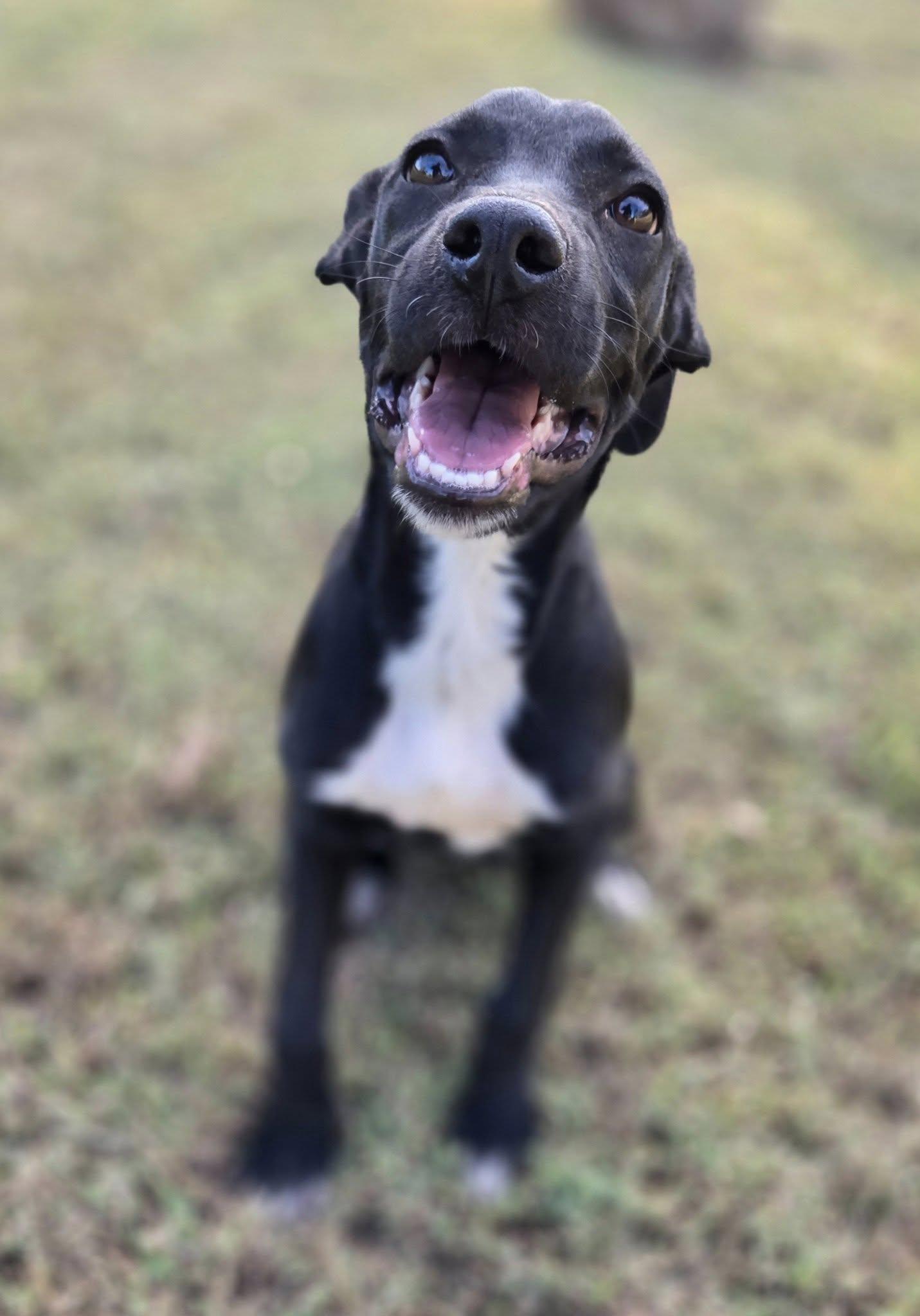 Enlarge Liv, a Adoptable Mixed Breed in Okemah, OK image 3/6