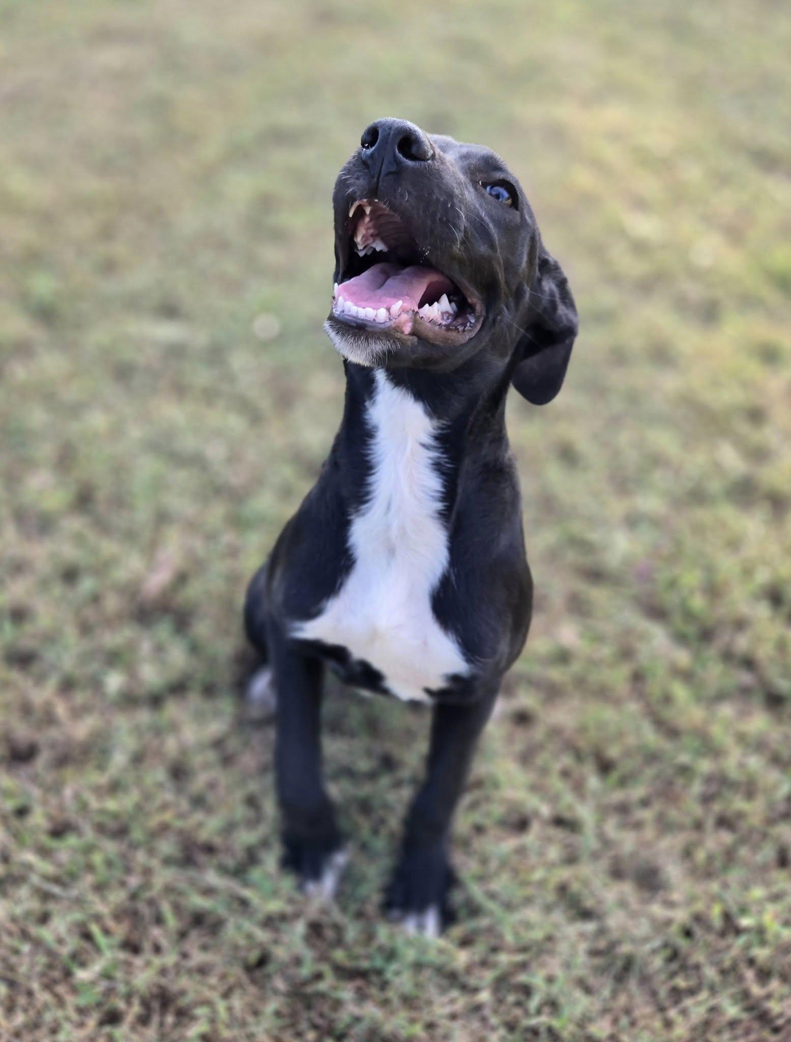 Enlarge Liv, a Adoptable Mixed Breed in Okemah, OK image 4/6