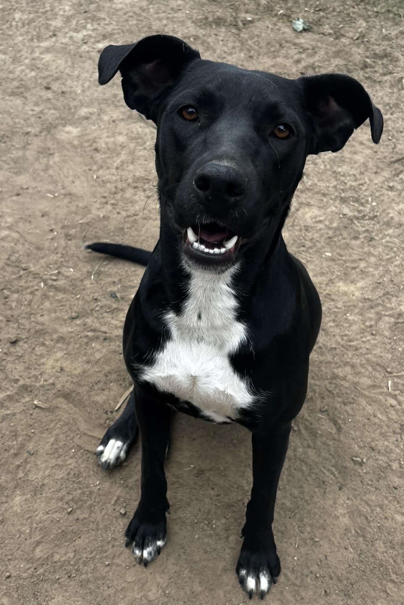 Enlarge Liv, a Adoptable Mixed Breed in Okemah, OK image 6/6