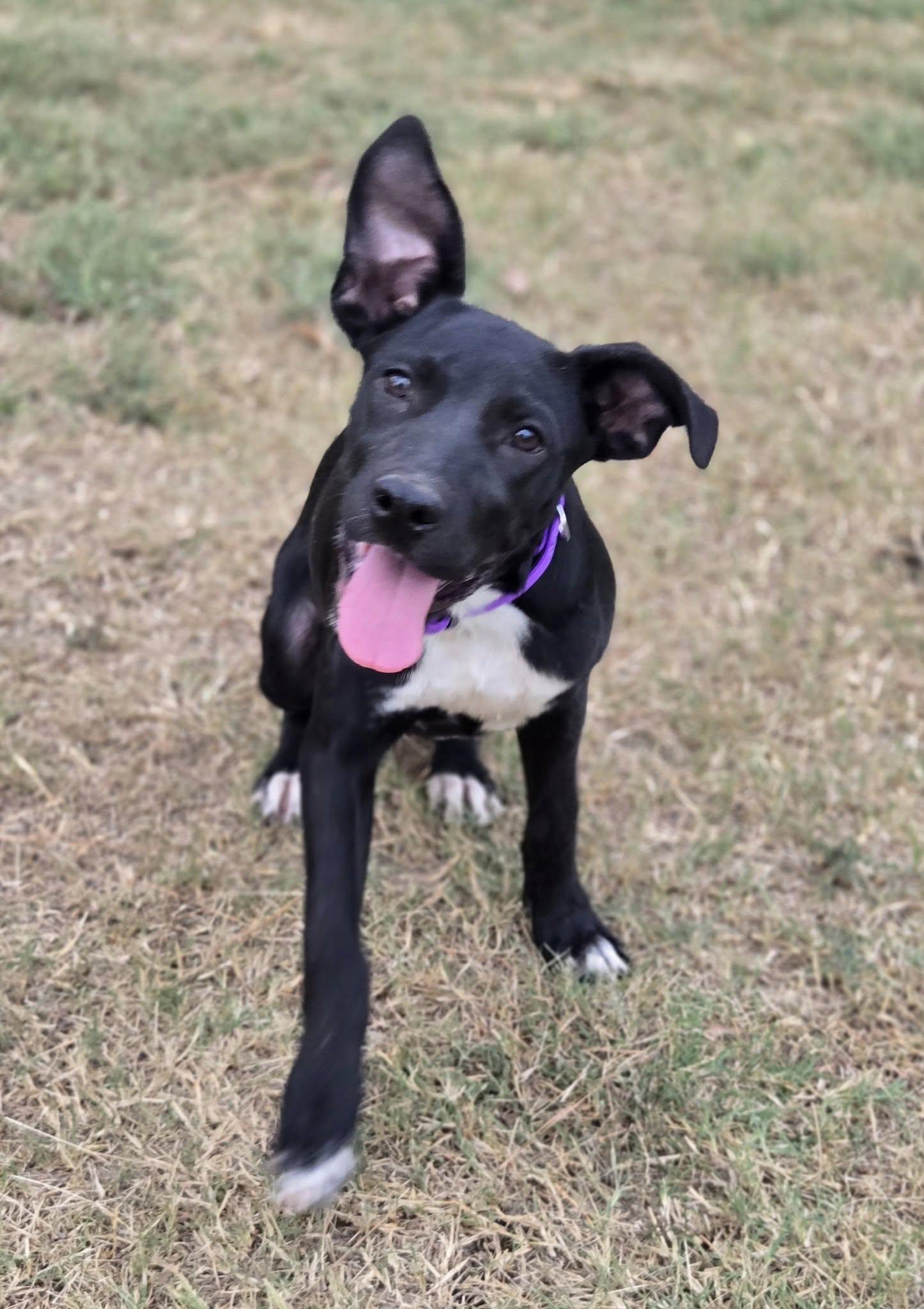 Enlarge Liv, a Adoptable Mixed Breed in Okemah, OK image 5/6