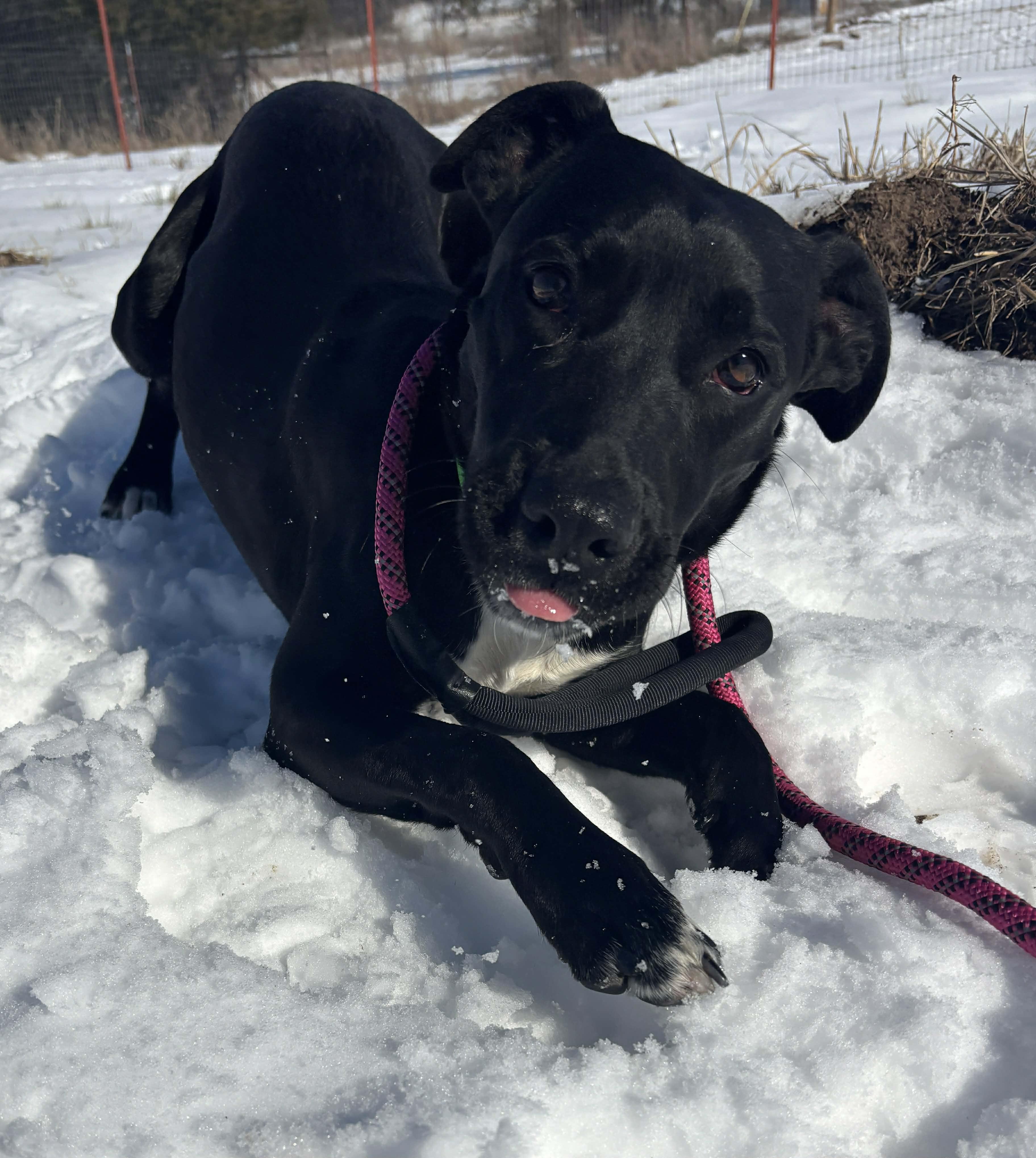 Liv, Adoptable, Young Female Mixed Breed.