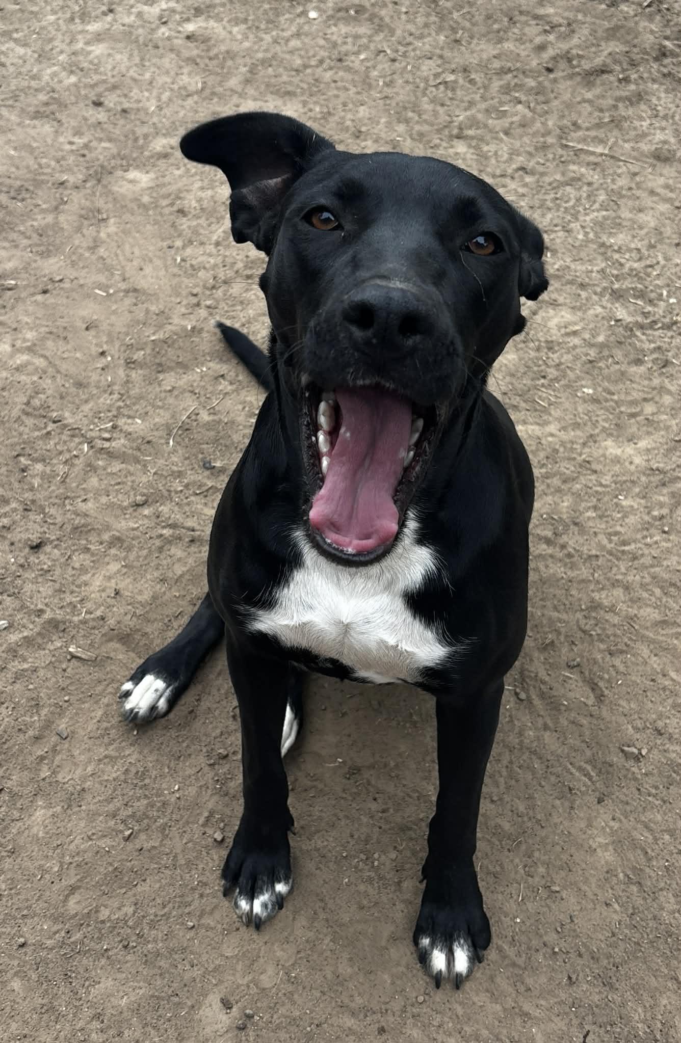Enlarge Liv, a Adoptable Mixed Breed in Okemah, OK image 5/6