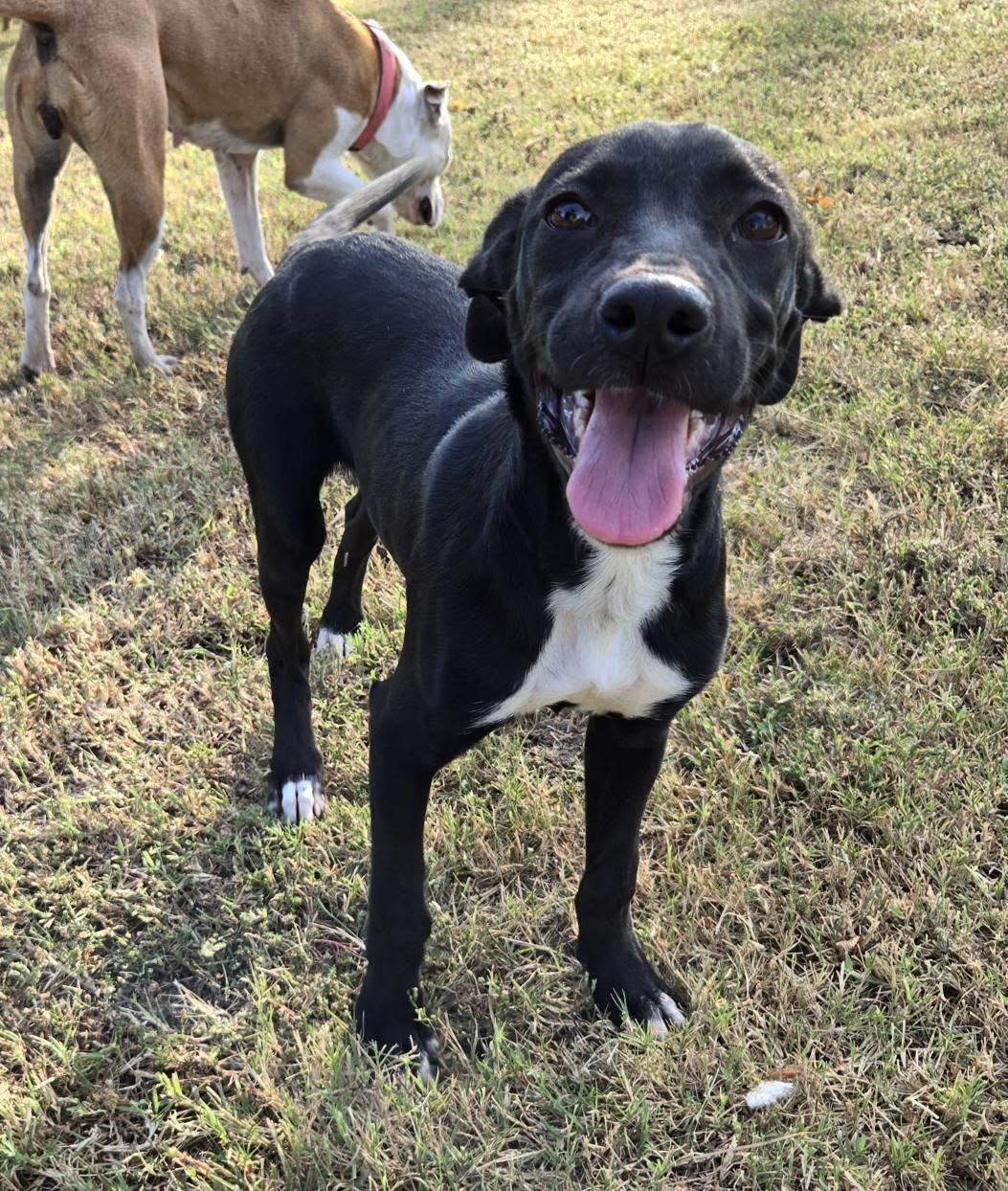 Enlarge Liv, a Adoptable Mixed Breed in Okemah, OK image 6/6