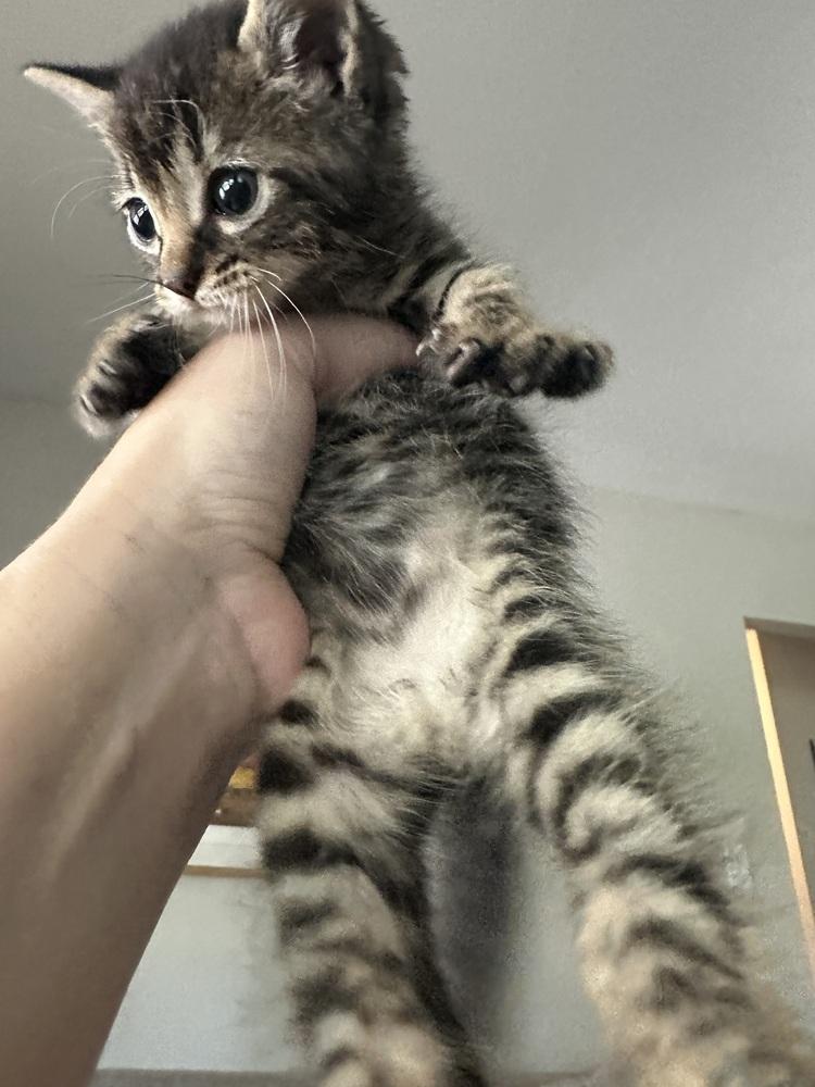 **Cat Cafe** Toodles, Adoptable, Kitten Male Domestic Short Hair.