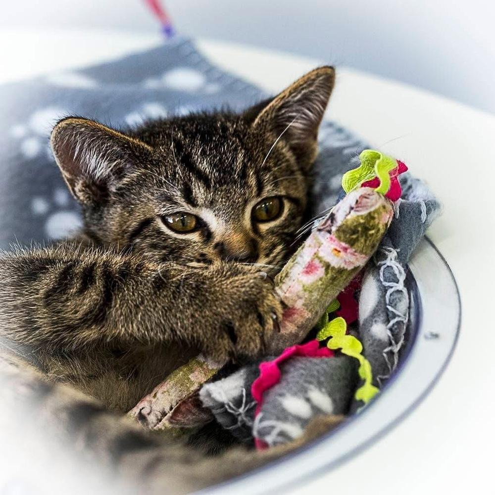 **Cat Cafe** Toodles, a Adoptable Domestic Short Hair in Topeka, KS image 2/2