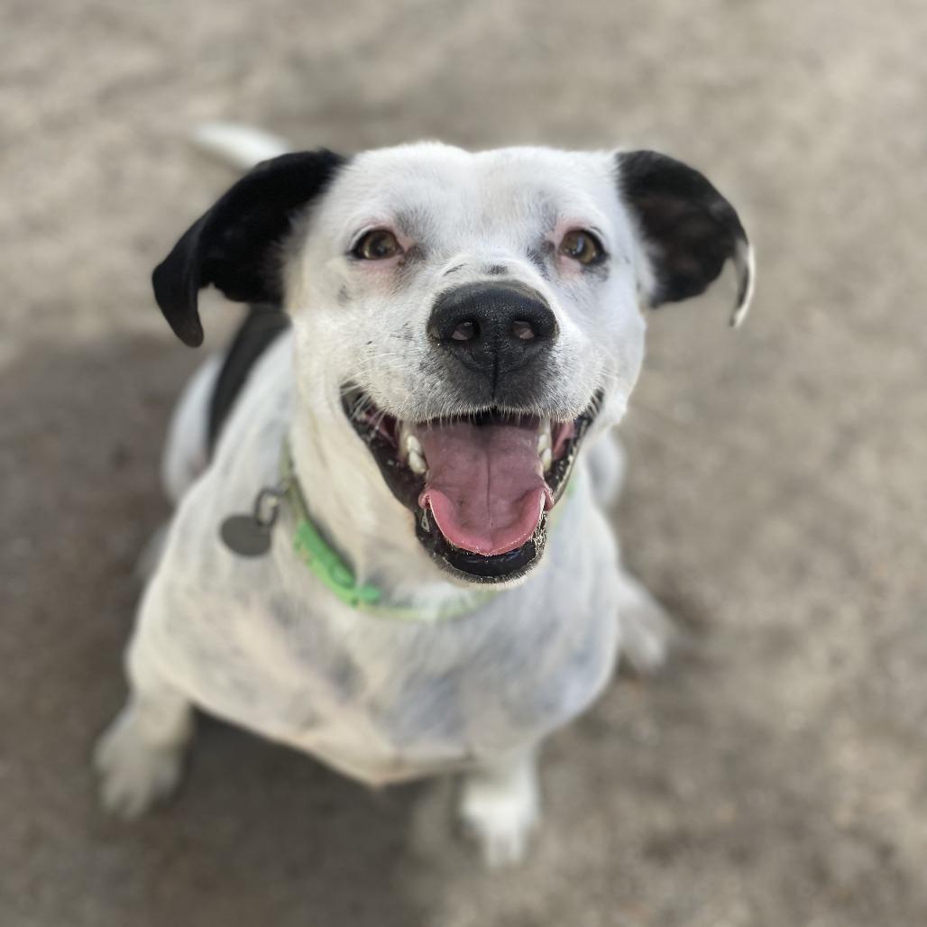 Enlarge Pat, a Adoptable mixed breed in Riverside, CA image 1/6