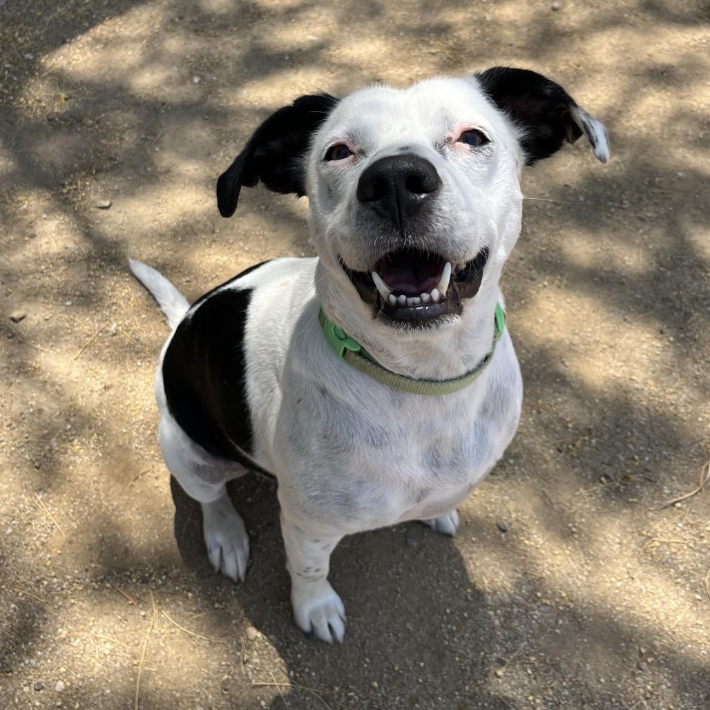 Enlarge Pat, a Adoptable mixed breed in Riverside, CA image 2/6