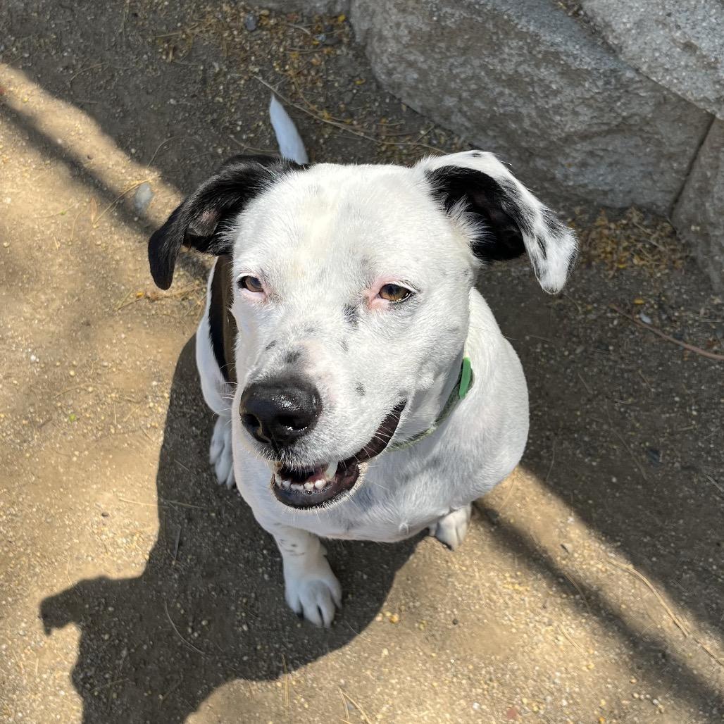 Enlarge Pat, a Adoptable mixed breed in Riverside, CA image 3/6