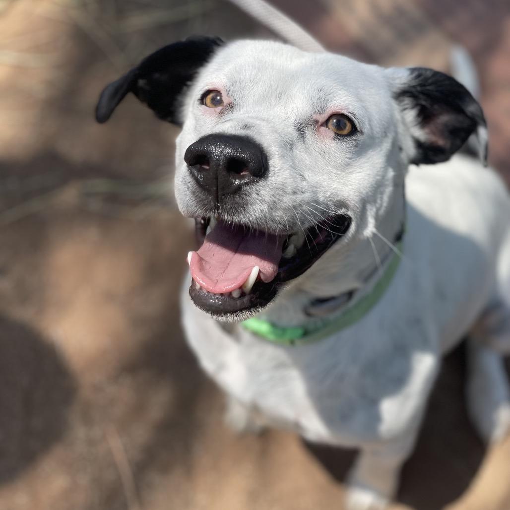 Enlarge Pat, a Adoptable mixed breed in Riverside, CA image 4/6