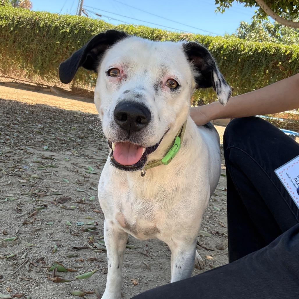 Enlarge Pat, a Adoptable mixed breed in Riverside, CA image 5/6