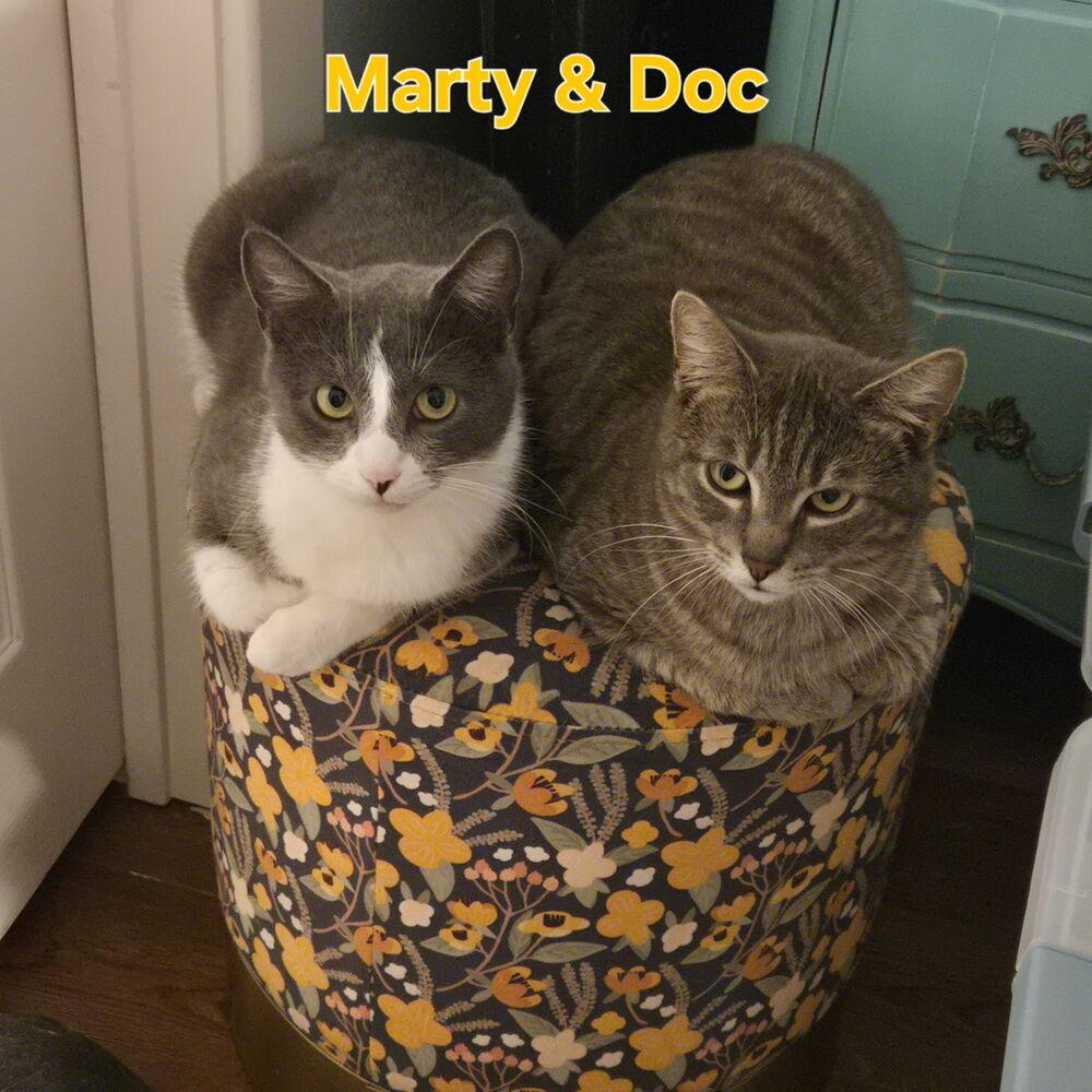 Marty & Doc (bonded pair), Adoptable, Adult Male Domestic Short Hair.