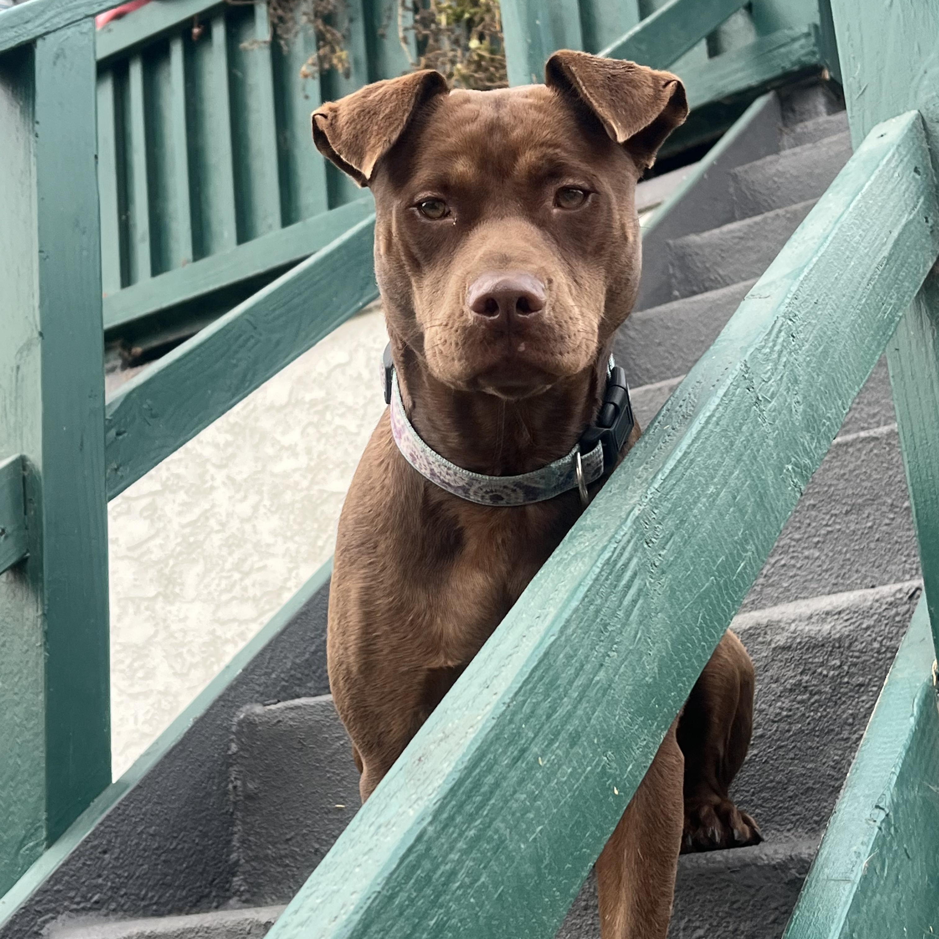 Sabrina, a ADOPTABLE mixed breed in Torrance, CA image 1/3