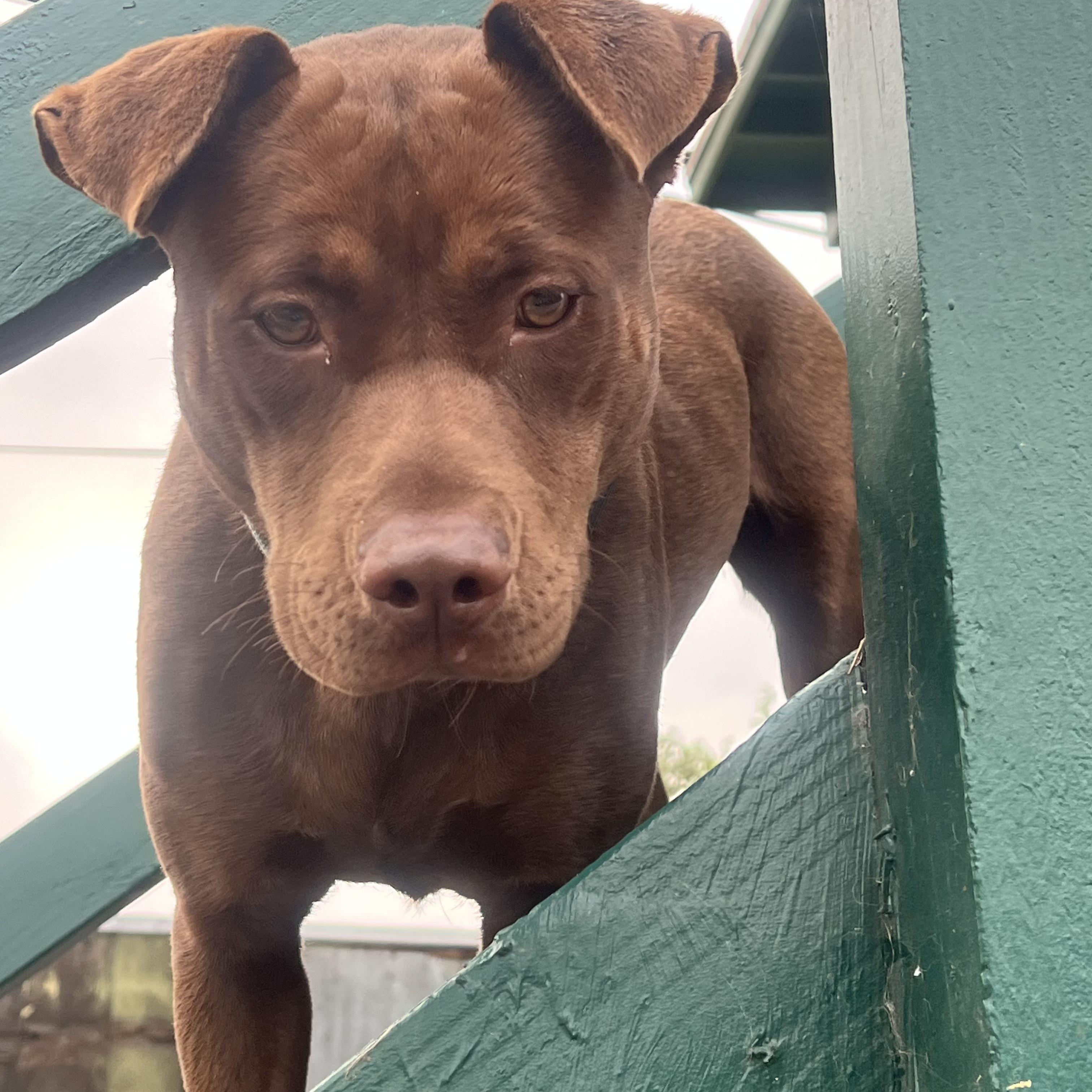 Sabrina, a ADOPTABLE mixed breed in Torrance, CA image 2/3