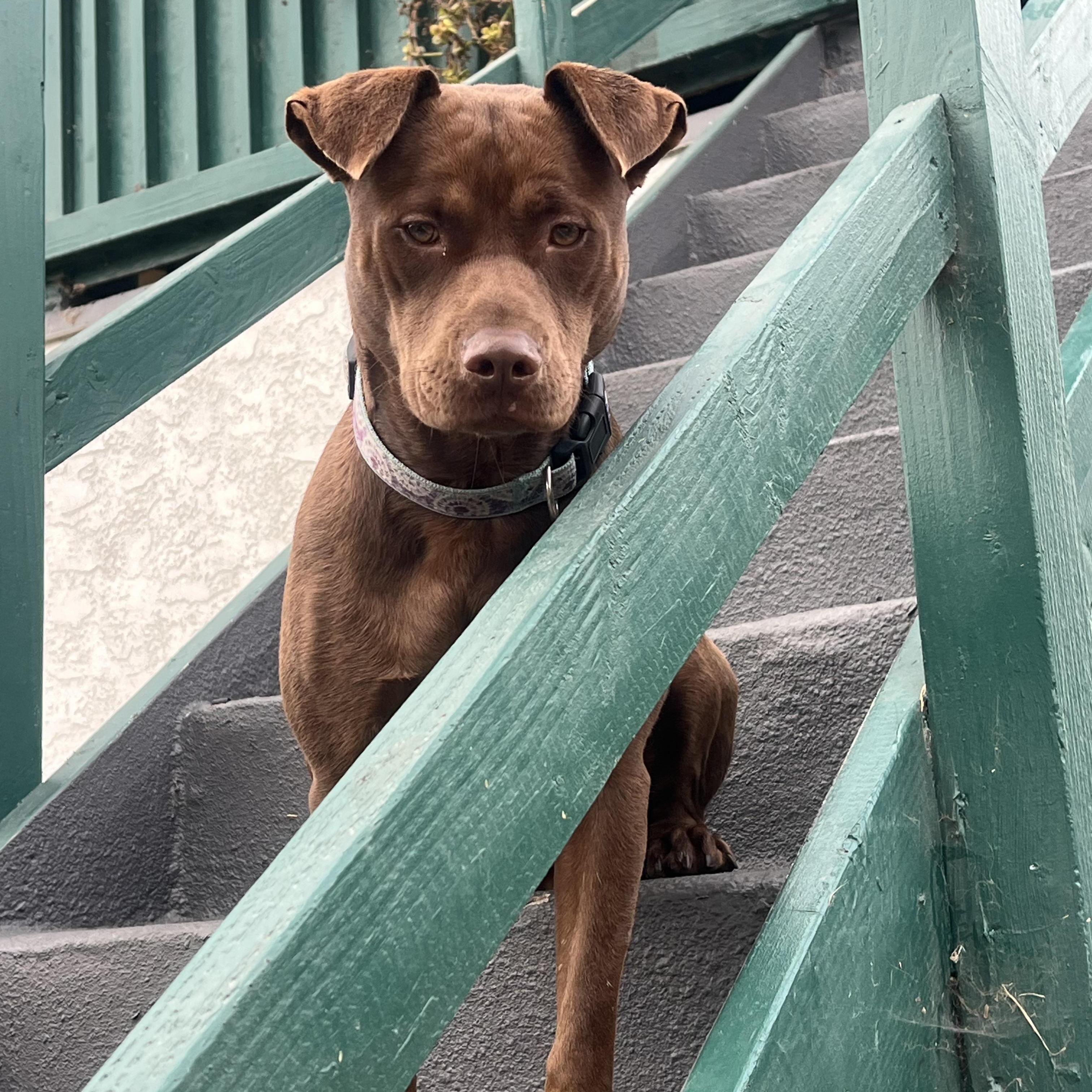 Sabrina, a ADOPTABLE mixed breed in Torrance, CA image 3/3