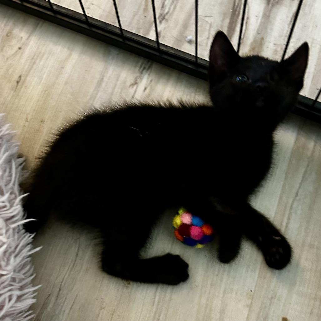 Enlarge Twyla, a Adoptable Domestic Medium Hair in Othello, WA image 1/2