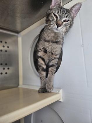 Prairifire, a Adoptable mixed breed in Pendleton, OR image 1/2