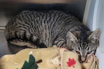 Prairifire, a Adoptable mixed breed in Pendleton, OR image 2/2