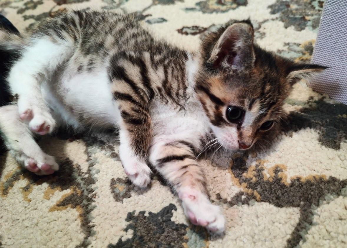 Enlarge Jackie & Micro, an adopted Tabby in Closter, NJ image 2/4