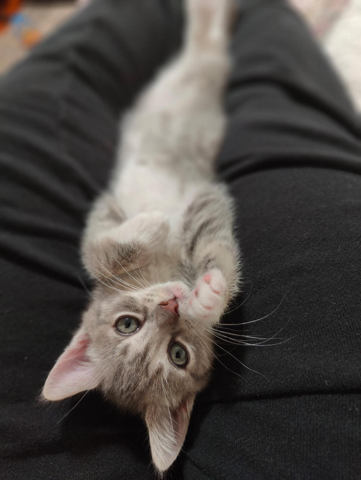 Enlarge Jackie & Micro, an adopted Tabby in Closter, NJ image 4/4