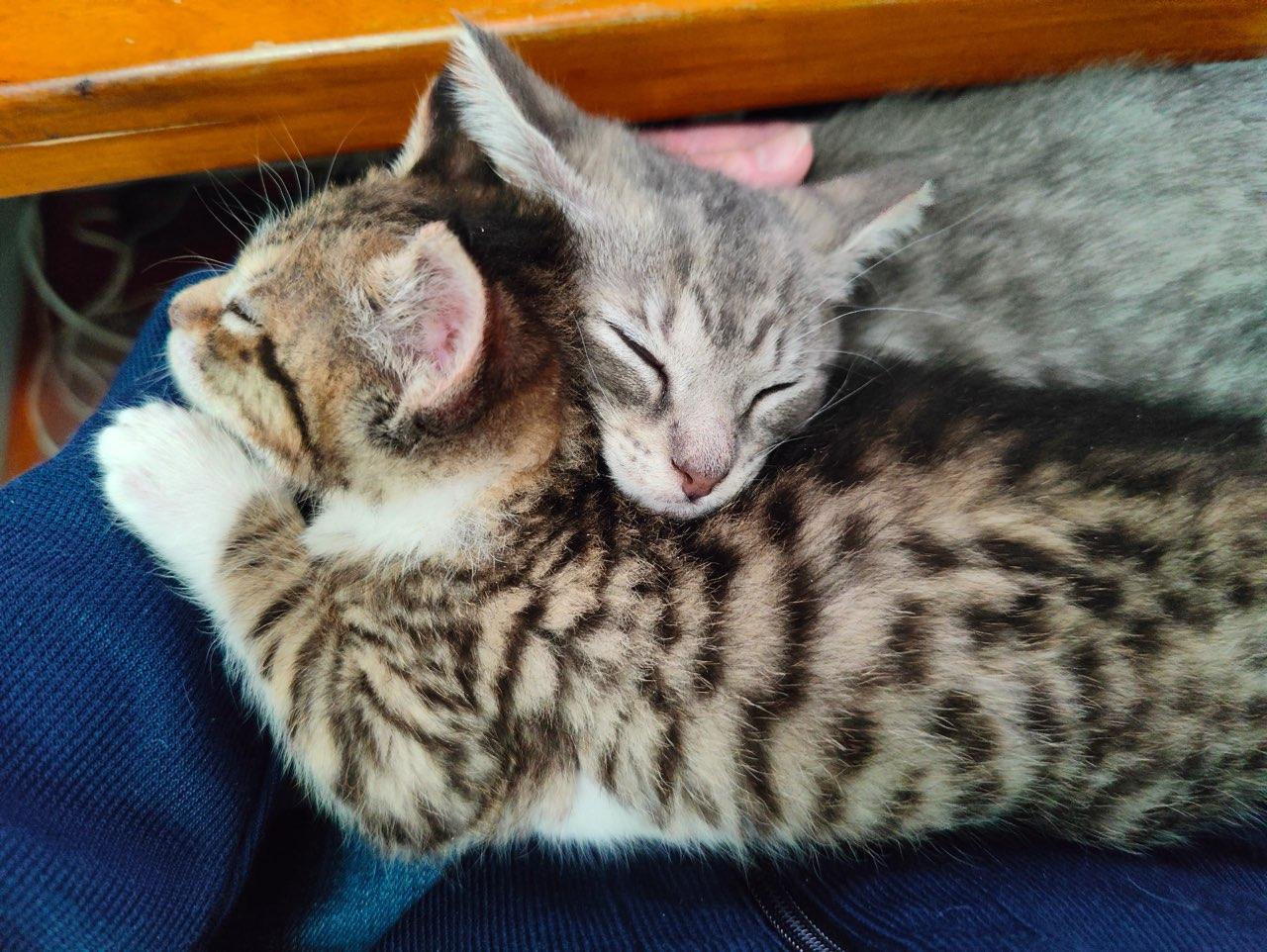 Enlarge Jackie & Micro, an adopted Tabby in Closter, NJ image 3/4