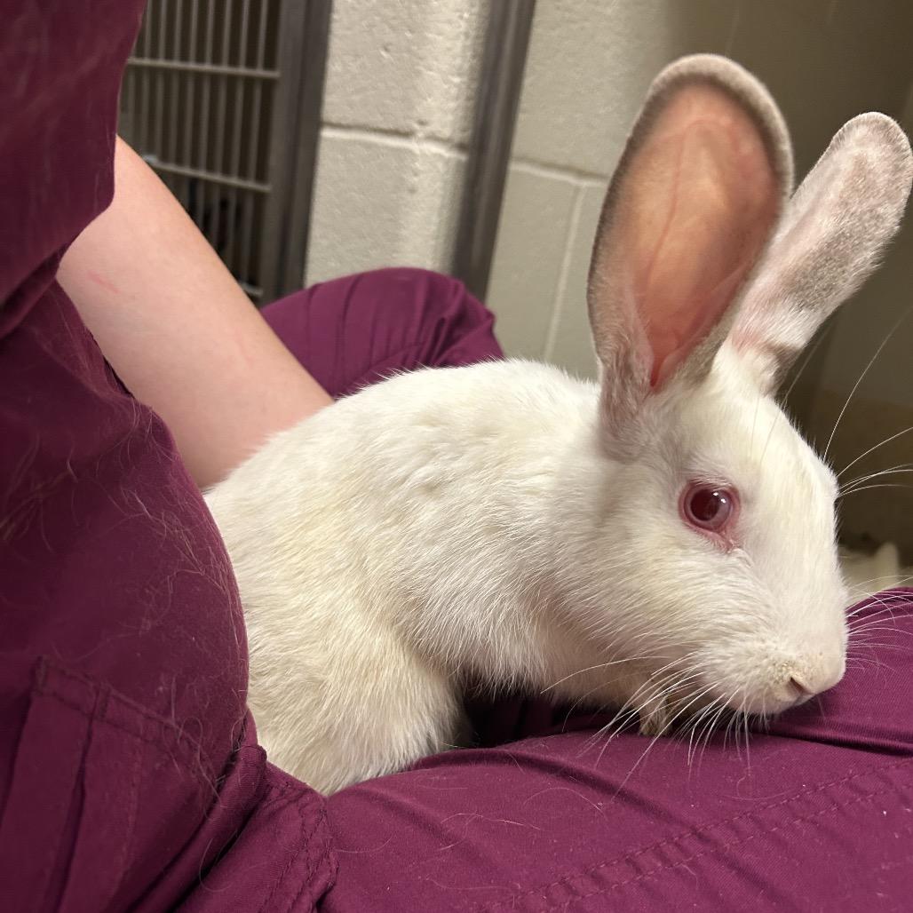 Pachinko, Adoptable, Young Female Mini Rex & Himalayan.