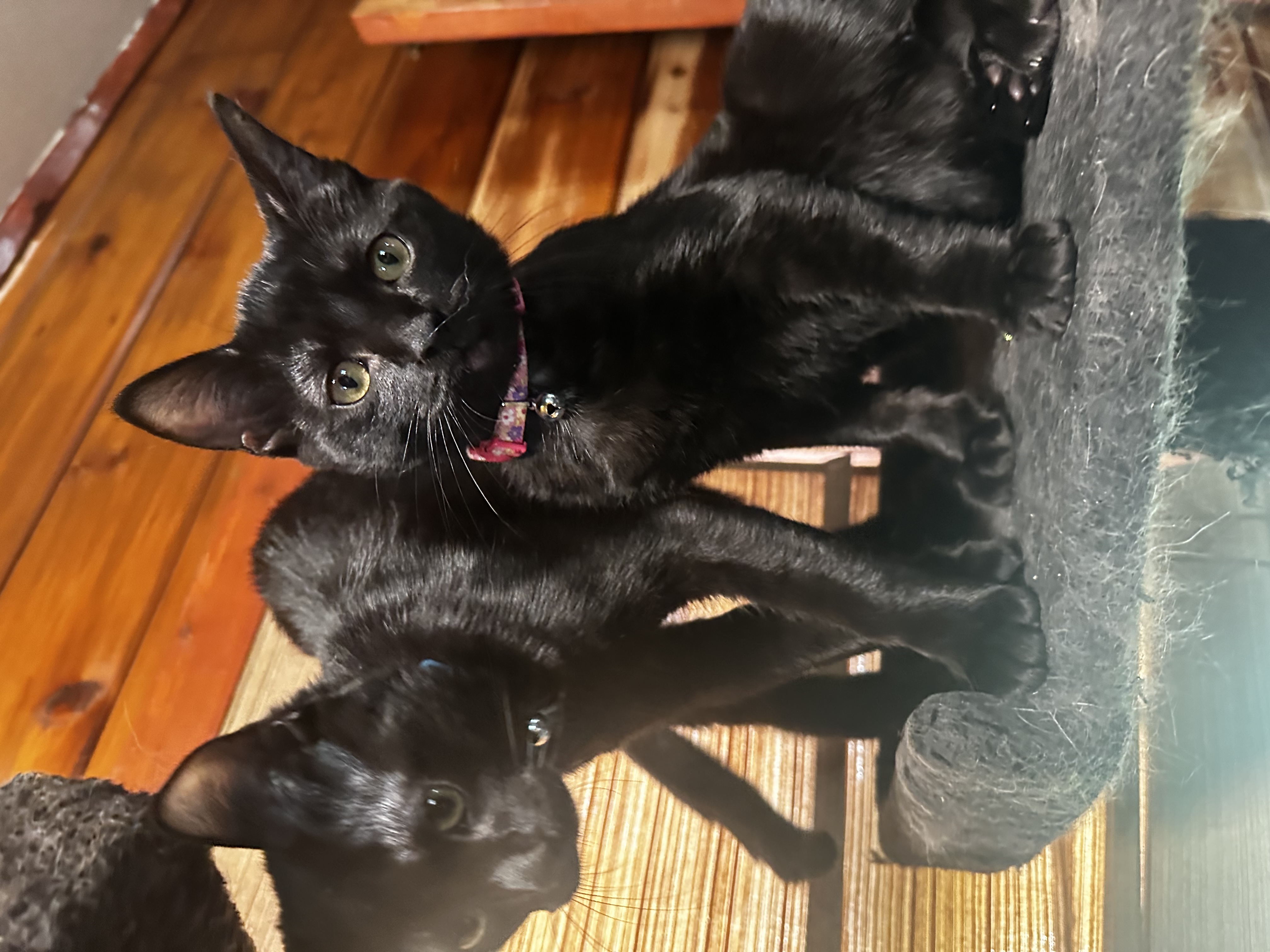 Cat for adoption Pumpkin and Gourd, a Domestic Short Hair in Bellmawr