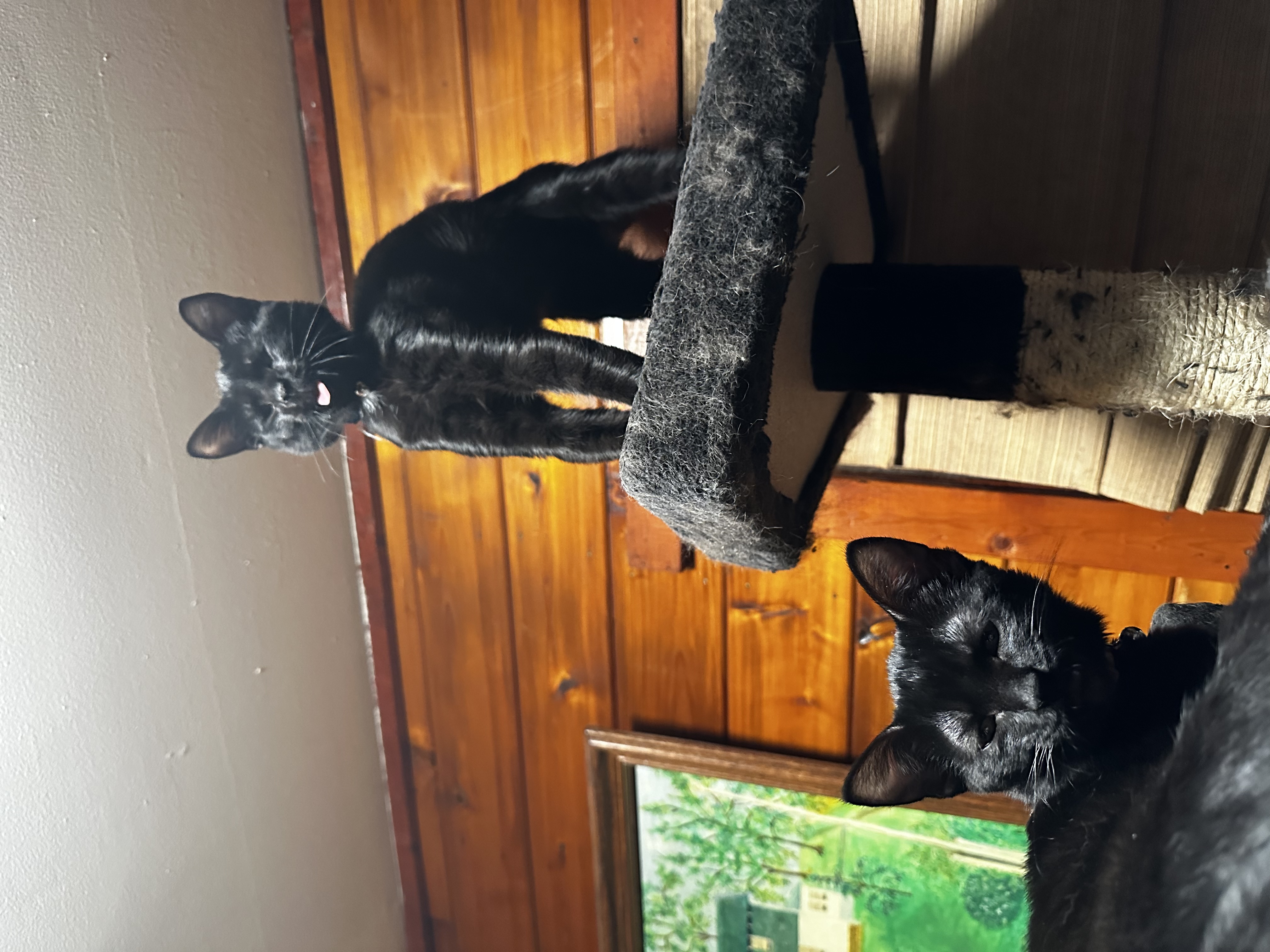 Cat for adoption Pumpkin and Gourd, a Domestic Short Hair in Bellmawr