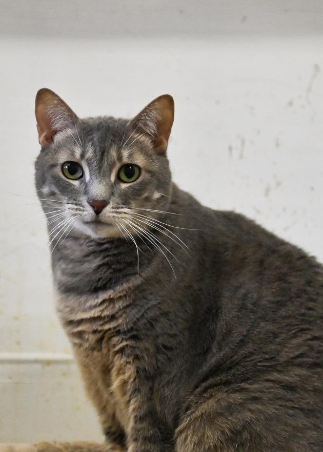 Goose, Adoptable, Adult Male Domestic Short Hair.