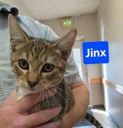 Enlarge Jinx, a Adoptable Domestic Short Hair image 1/2