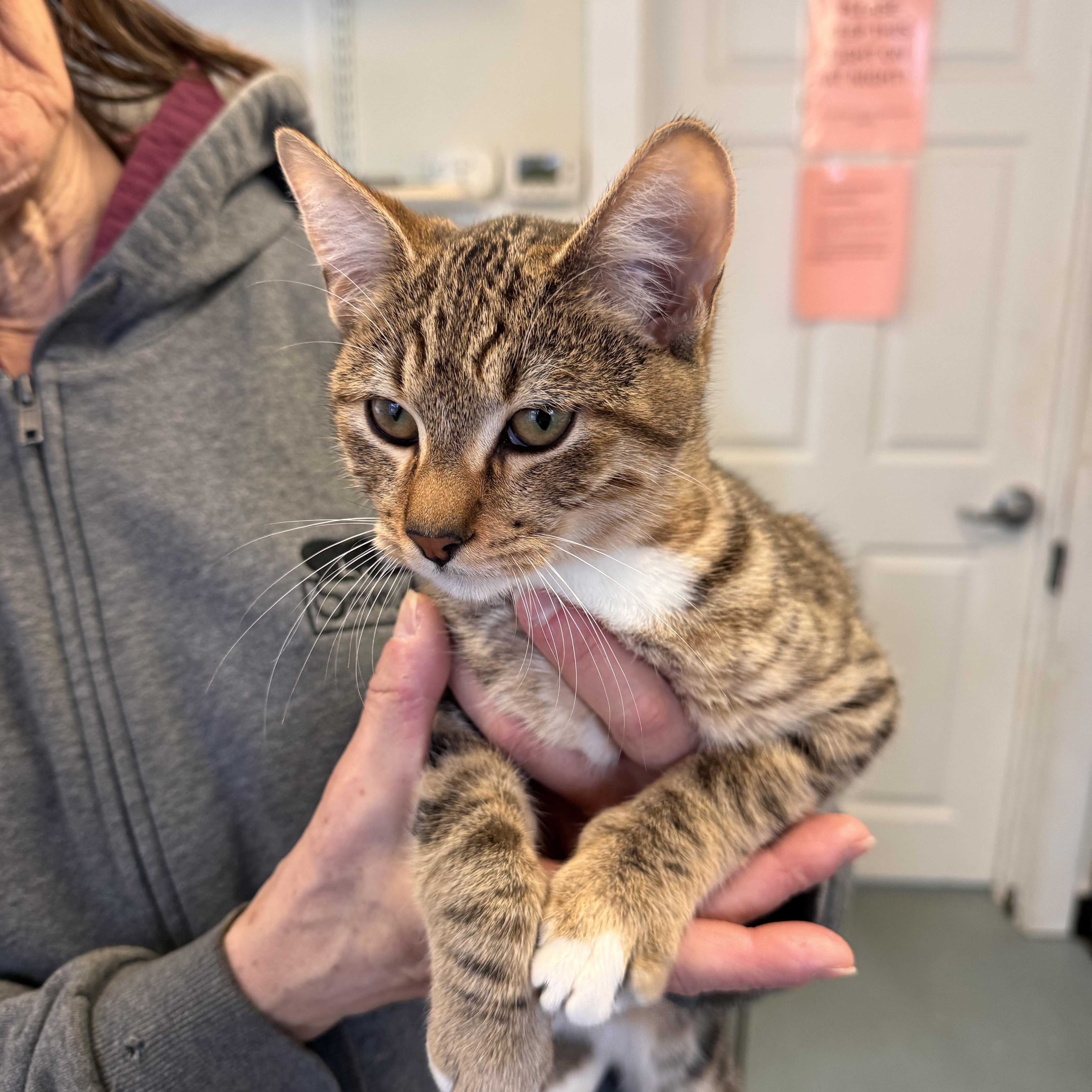 Enlarge Jinx, a Adoptable Domestic Short Hair image 2/2