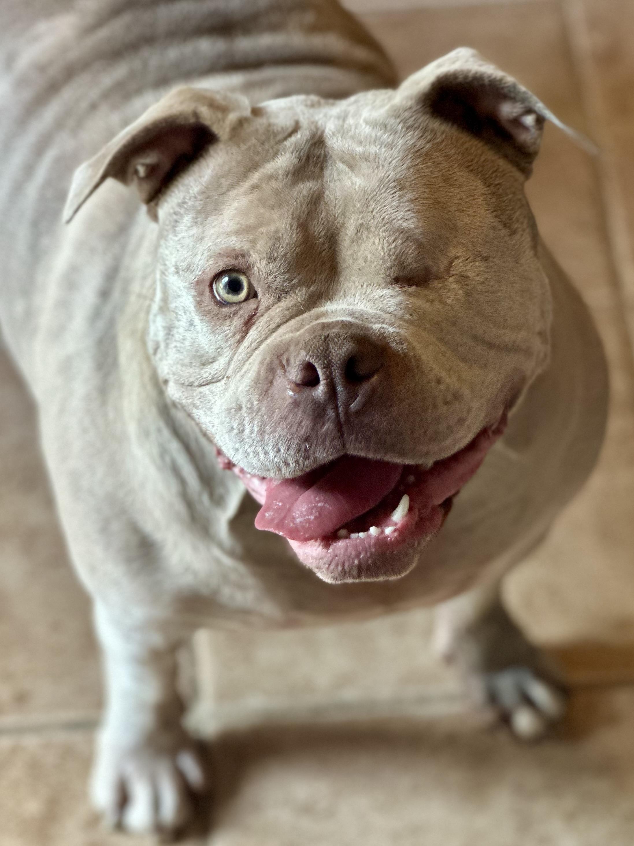 OPAL, Adoptable, Adult Female American Bully.