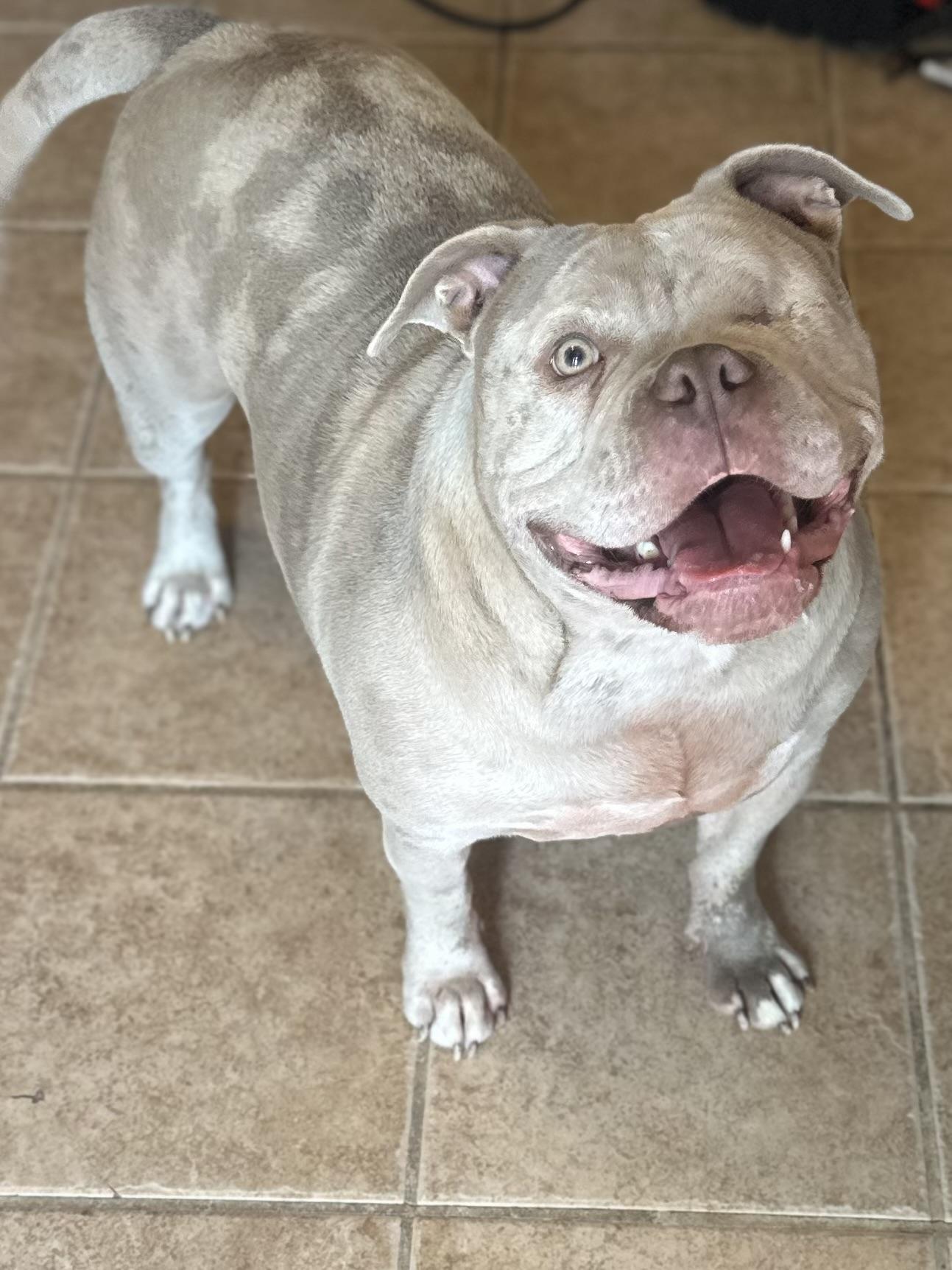 OPAL, Adoptable, Adult Female American Bully.