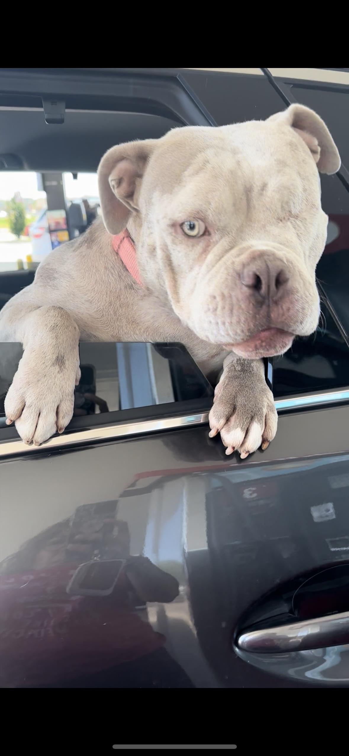 Enlarge OPAL, a Adoptable American Bully in Tulsa, OK image 2/5