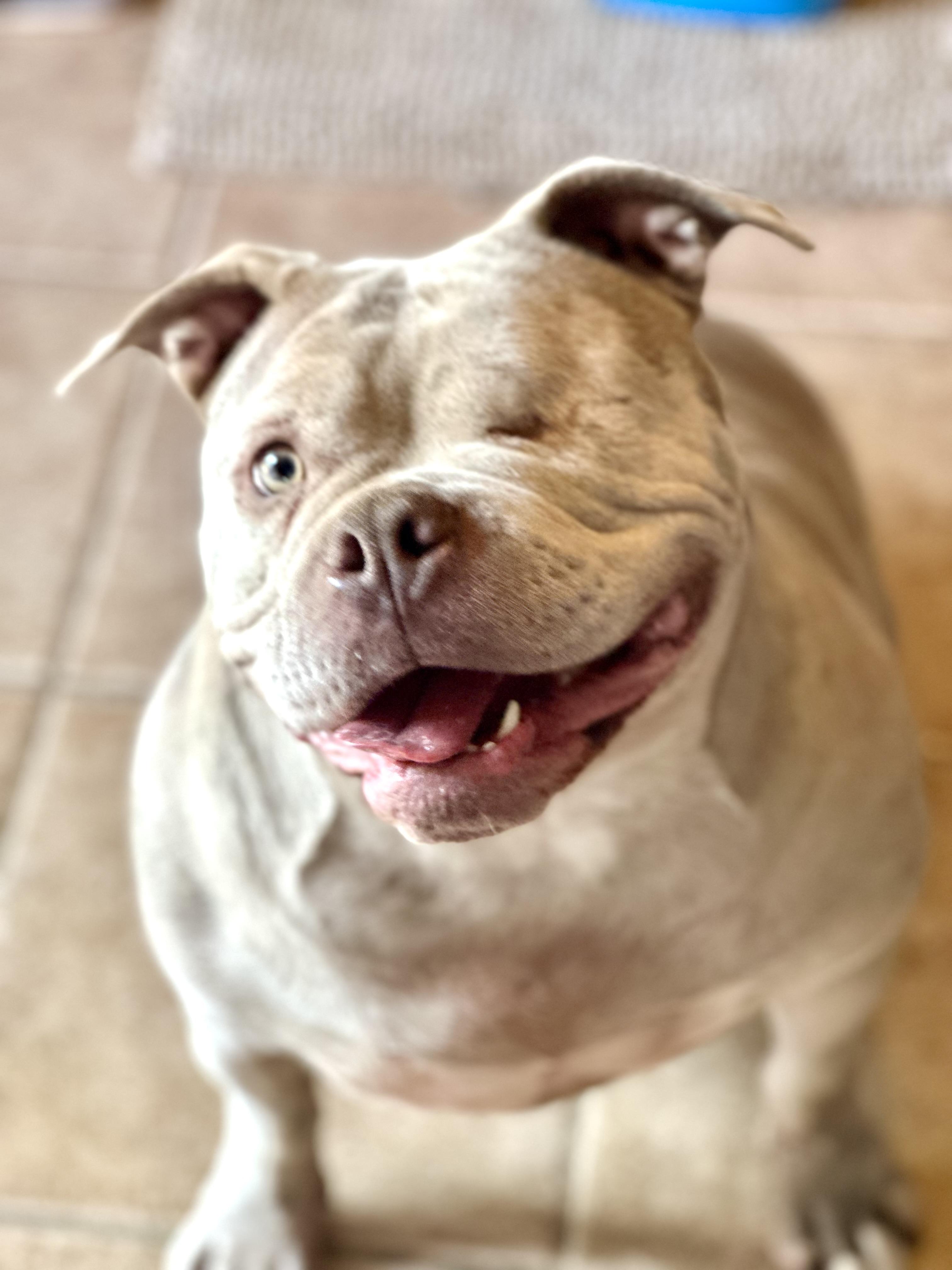 Enlarge OPAL, a Adoptable American Bully in Tulsa, OK image 4/5