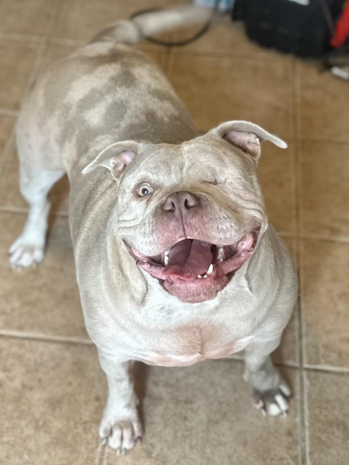 Enlarge OPAL, a Adoptable American Bully in Tulsa, OK image 3/5