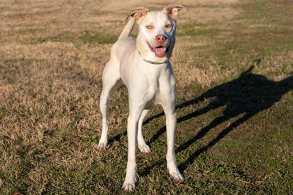 Enlarge Alpharetta, a Adoptable mixed breed in Greenville, SC image 1/1