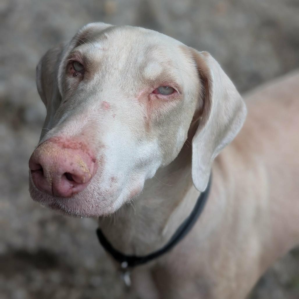 Enlarge 7966 Lemon, a Adoptable Doberman Pinscher in Sandown, NH image 1/1