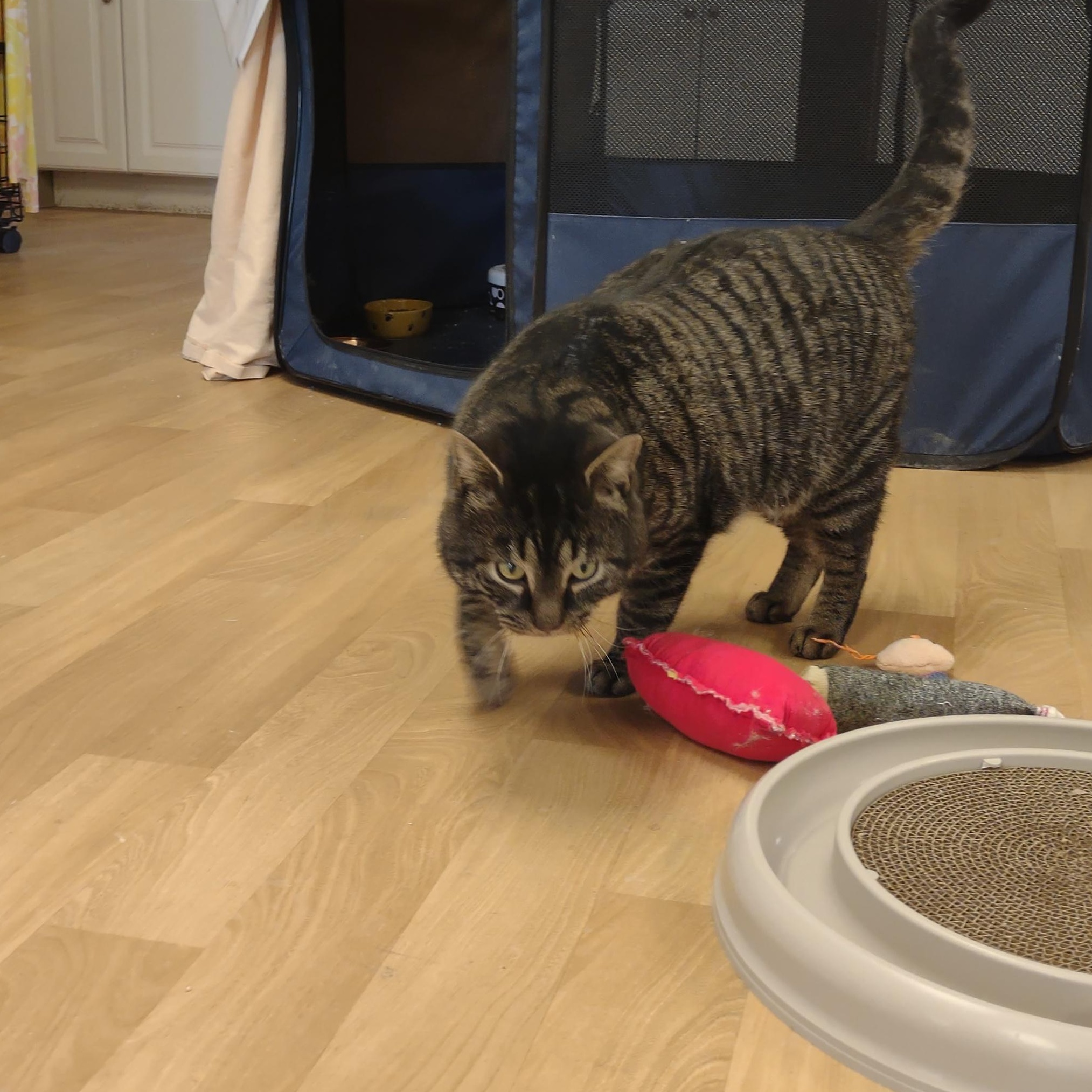 Enlarge Beefcake, a ADOPTABLE mixed breed in Montour Falls, NY image 6/6