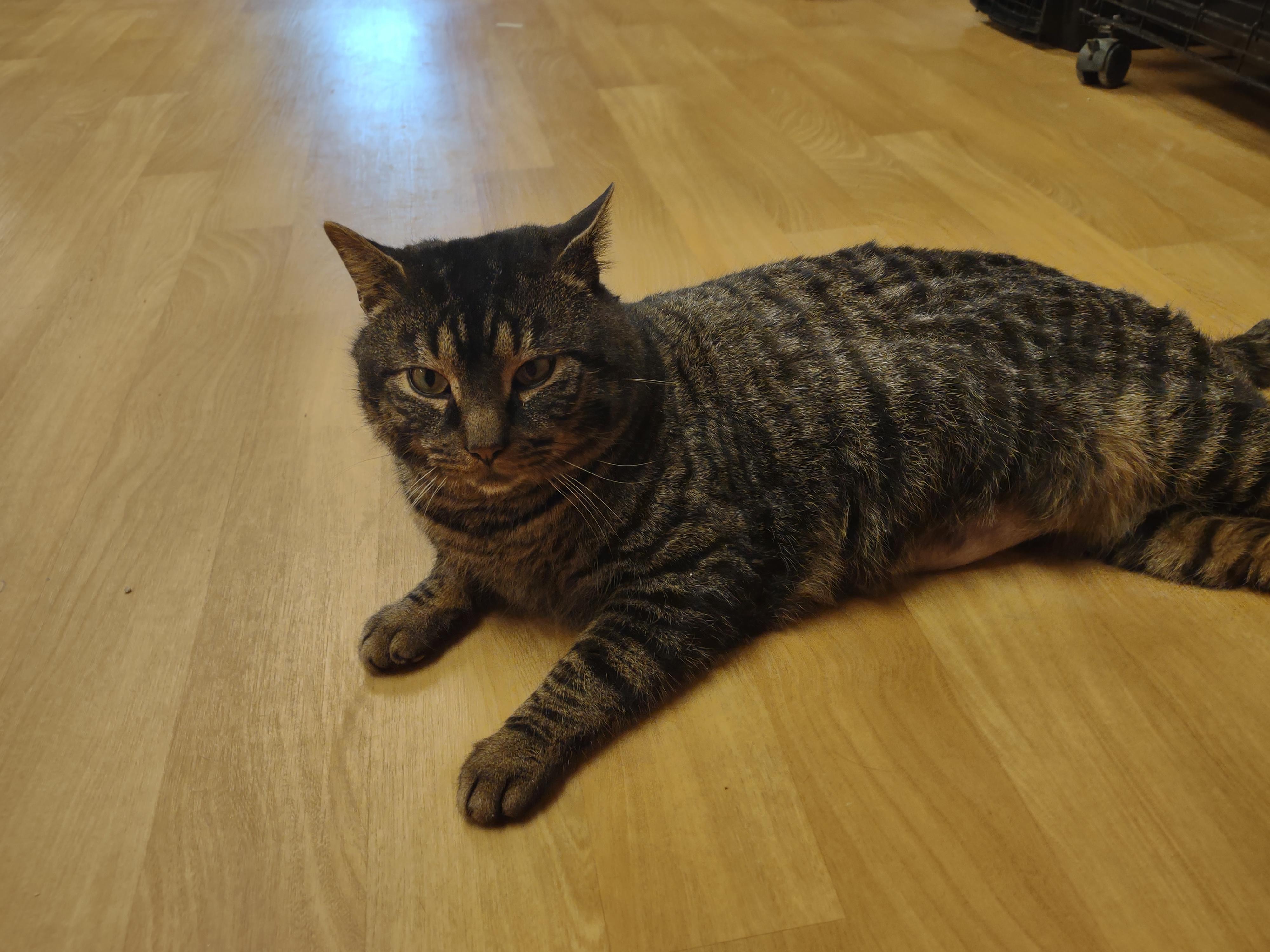 Enlarge Beefcake, a ADOPTABLE mixed breed in Montour Falls, NY image 5/6