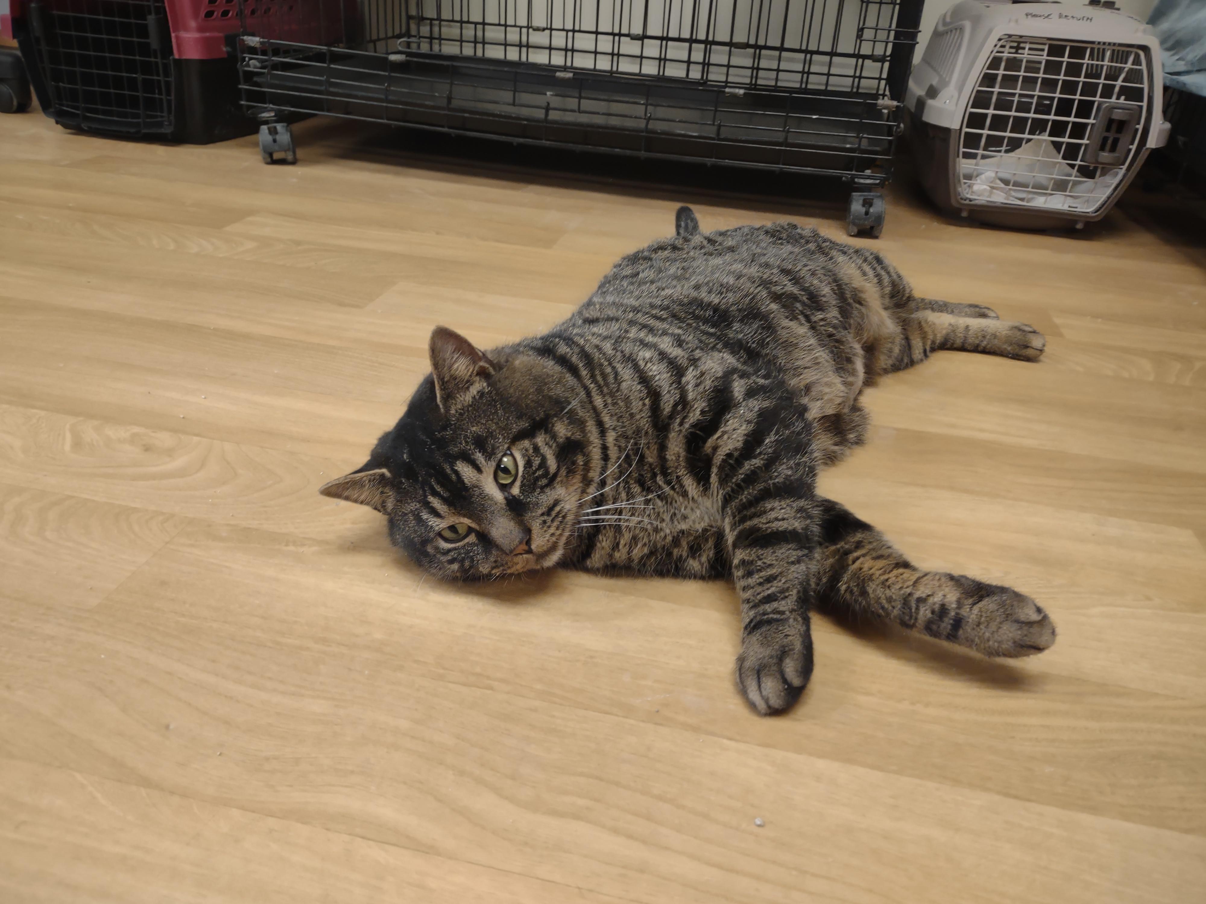 Enlarge Beefcake, a ADOPTABLE mixed breed in Montour Falls, NY image 4/6