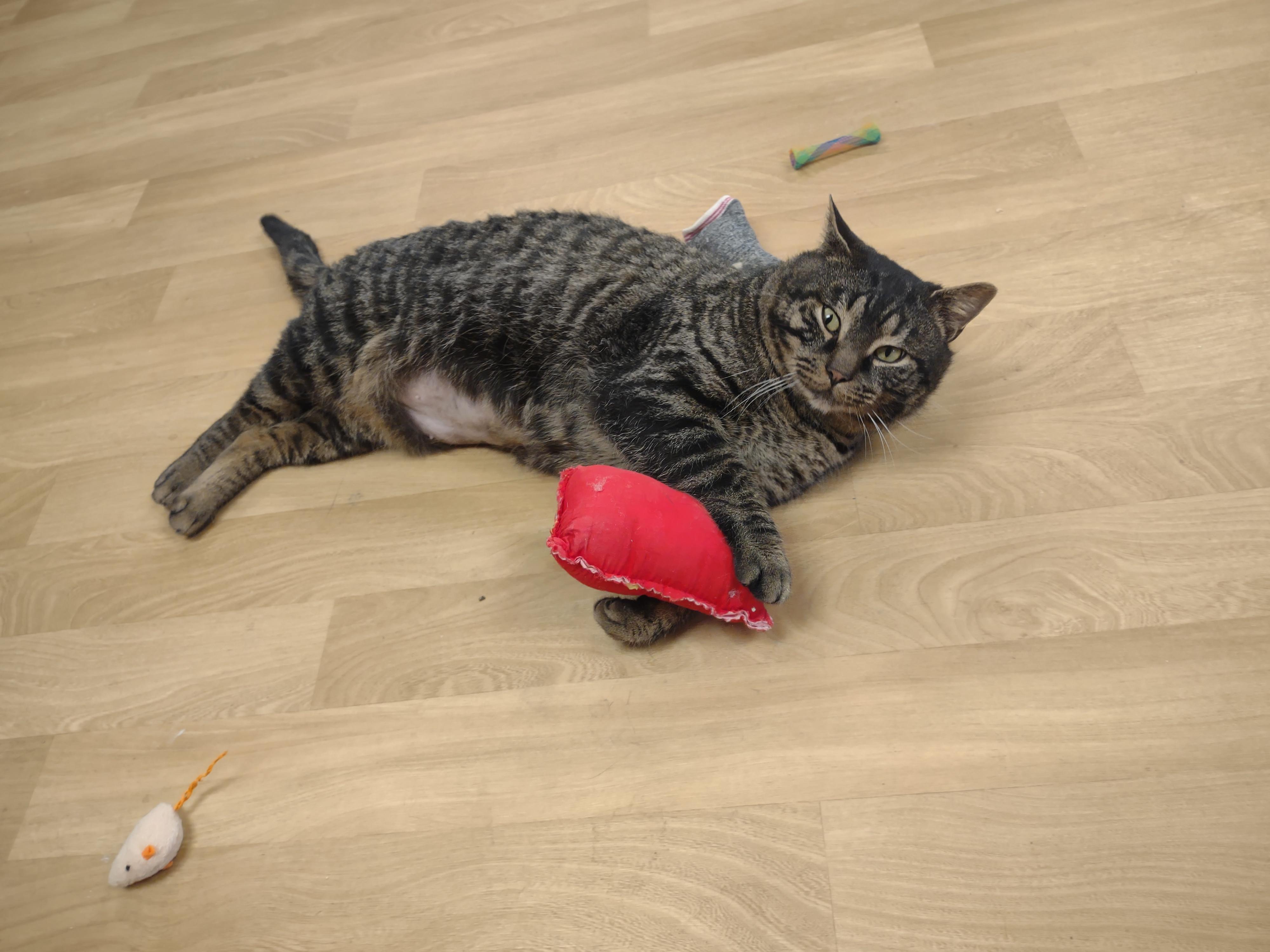 Enlarge Beefcake, a ADOPTABLE mixed breed in Montour Falls, NY image 2/6