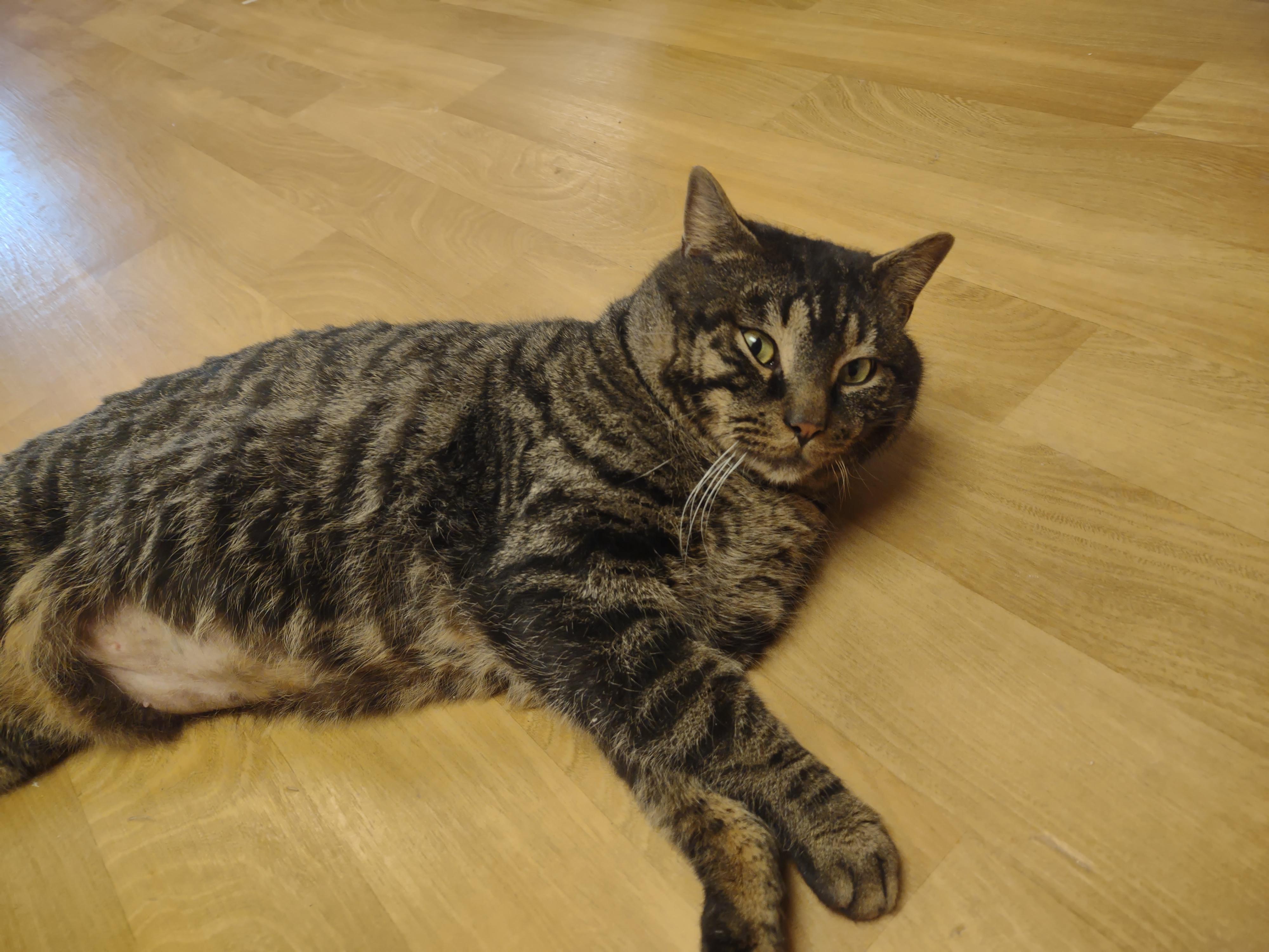 Enlarge Beefcake, a ADOPTABLE mixed breed in Montour Falls, NY image 3/6