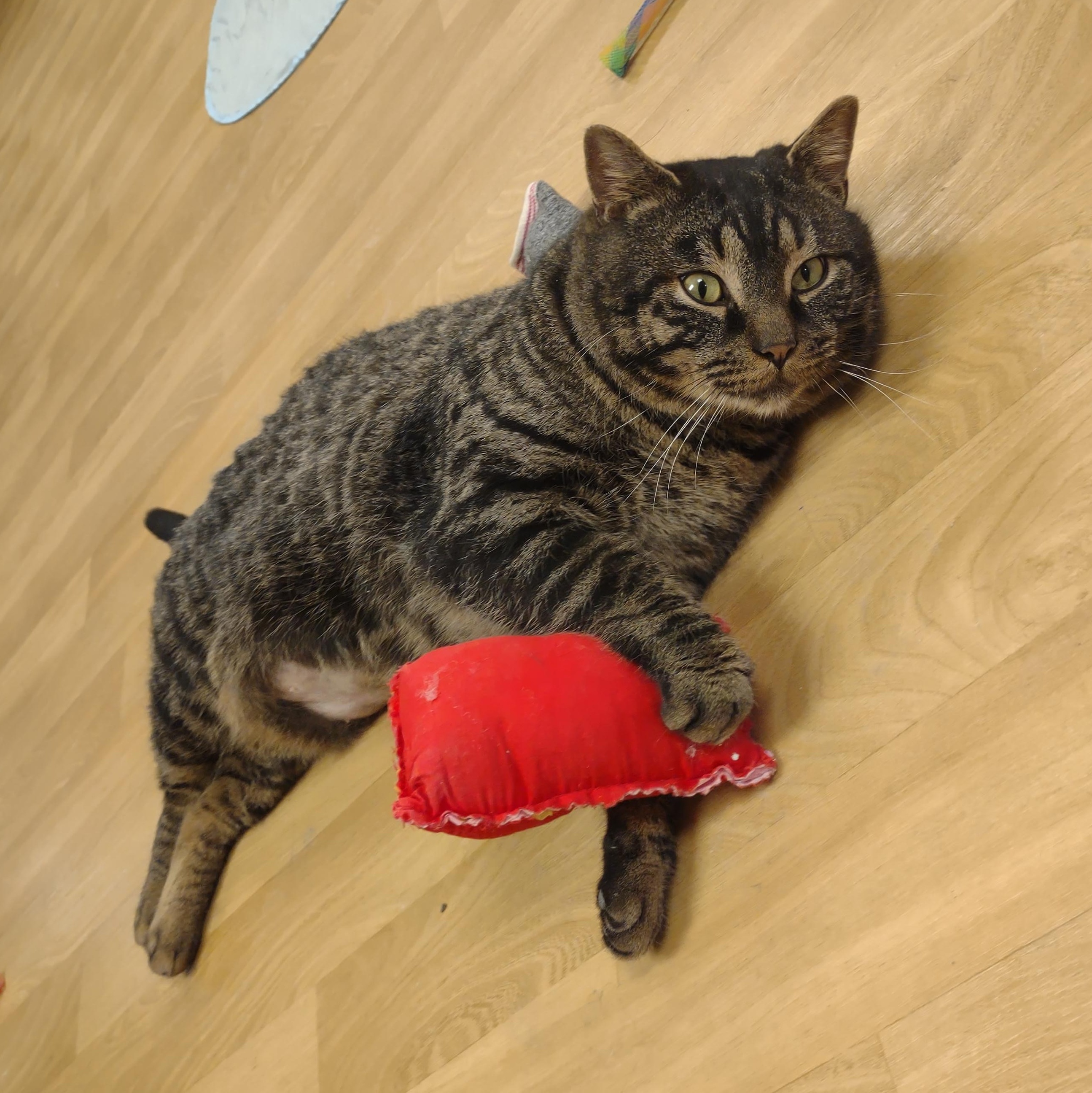 Beefcake, ADOPTABLE, Young Male Tabby & Domestic Short Hair.